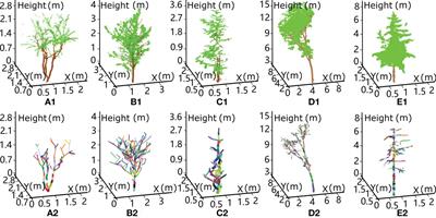 A reinterpretation of the gap fraction of tree crowns from the perspectives of computer graphics and porous media theory